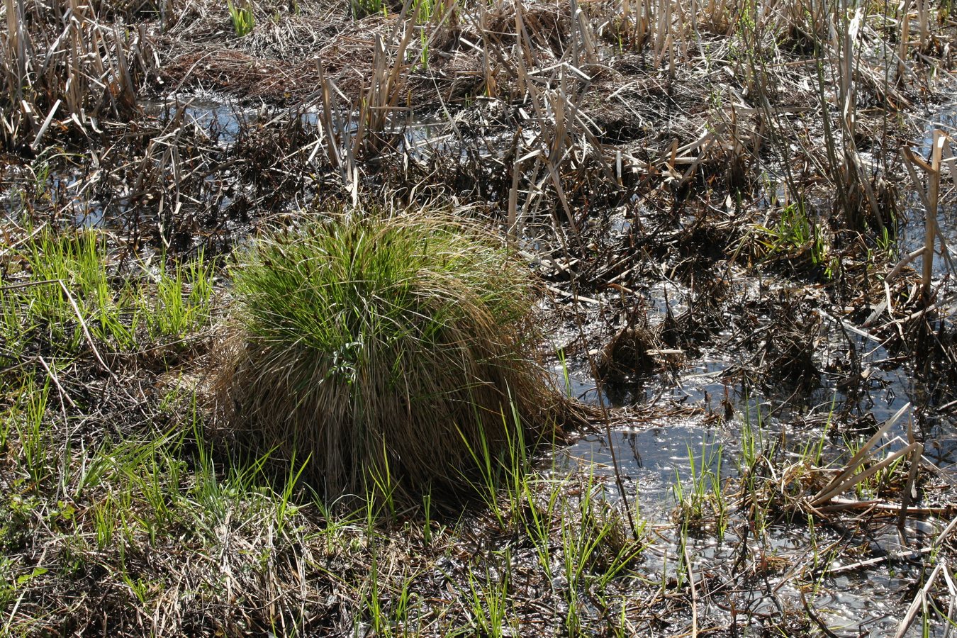 Изображение особи Carex appropinquata.