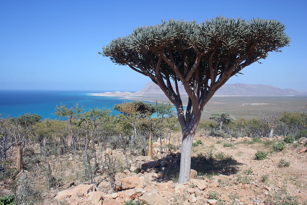 Image of Euphorbia arbuscula specimen.