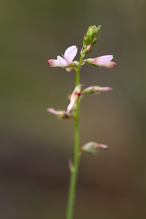 Изображение особи Onobrychis pulchella.