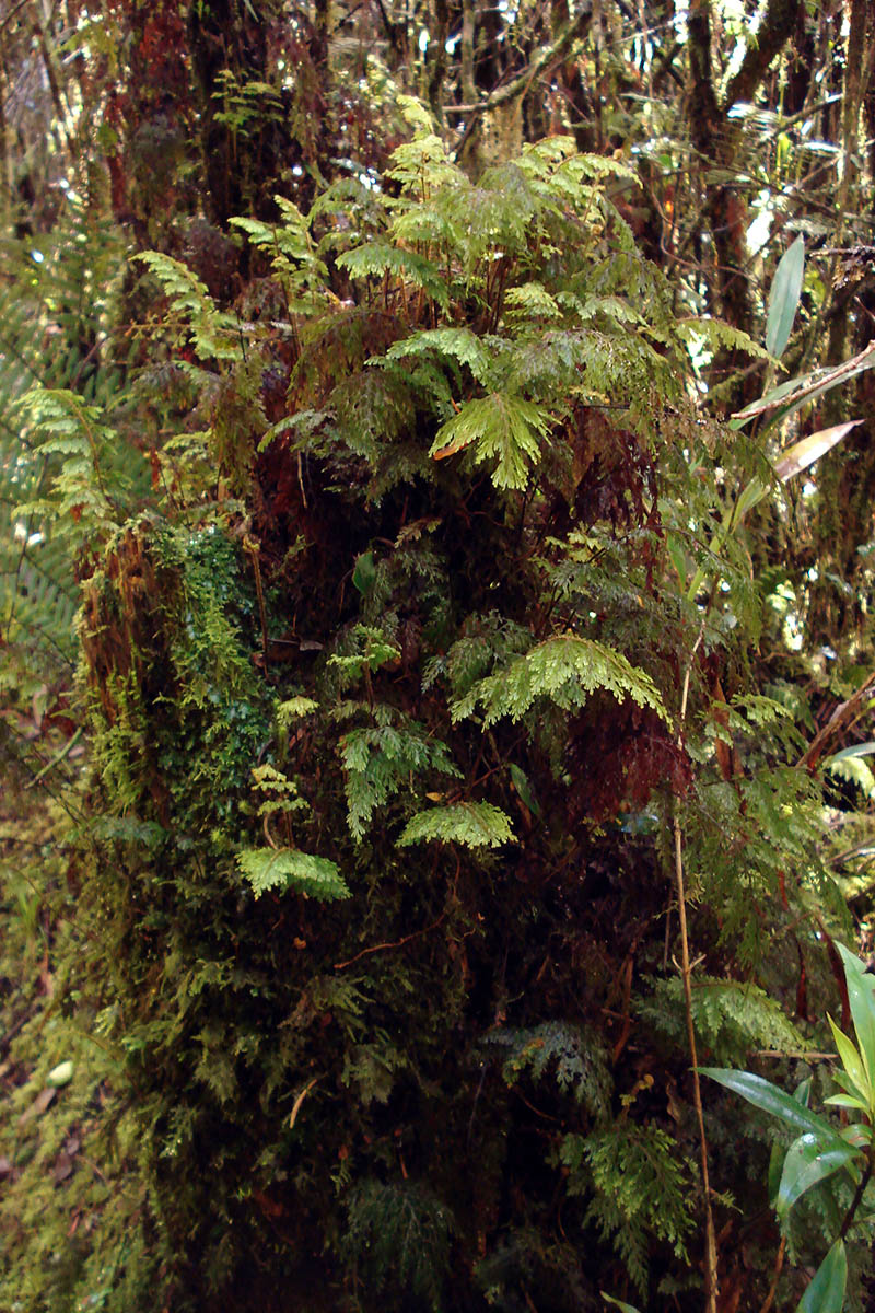 Image of familia Hymenophyllaceae specimen.