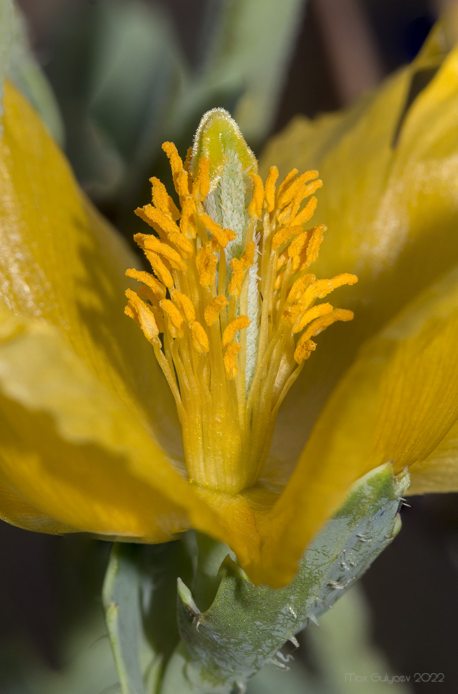 Изображение особи Glaucium flavum.