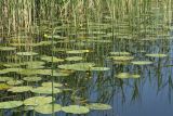 Nuphar lutea. Заросли цветущих растений (в сообществе с Schoenoplectus lacustris, Equisetum fluviatile и Phragmites australis). Беларусь, Витебская обл., пос. Езерище, оз. Езерище, прибрежное мелководье. 24.06.2022.