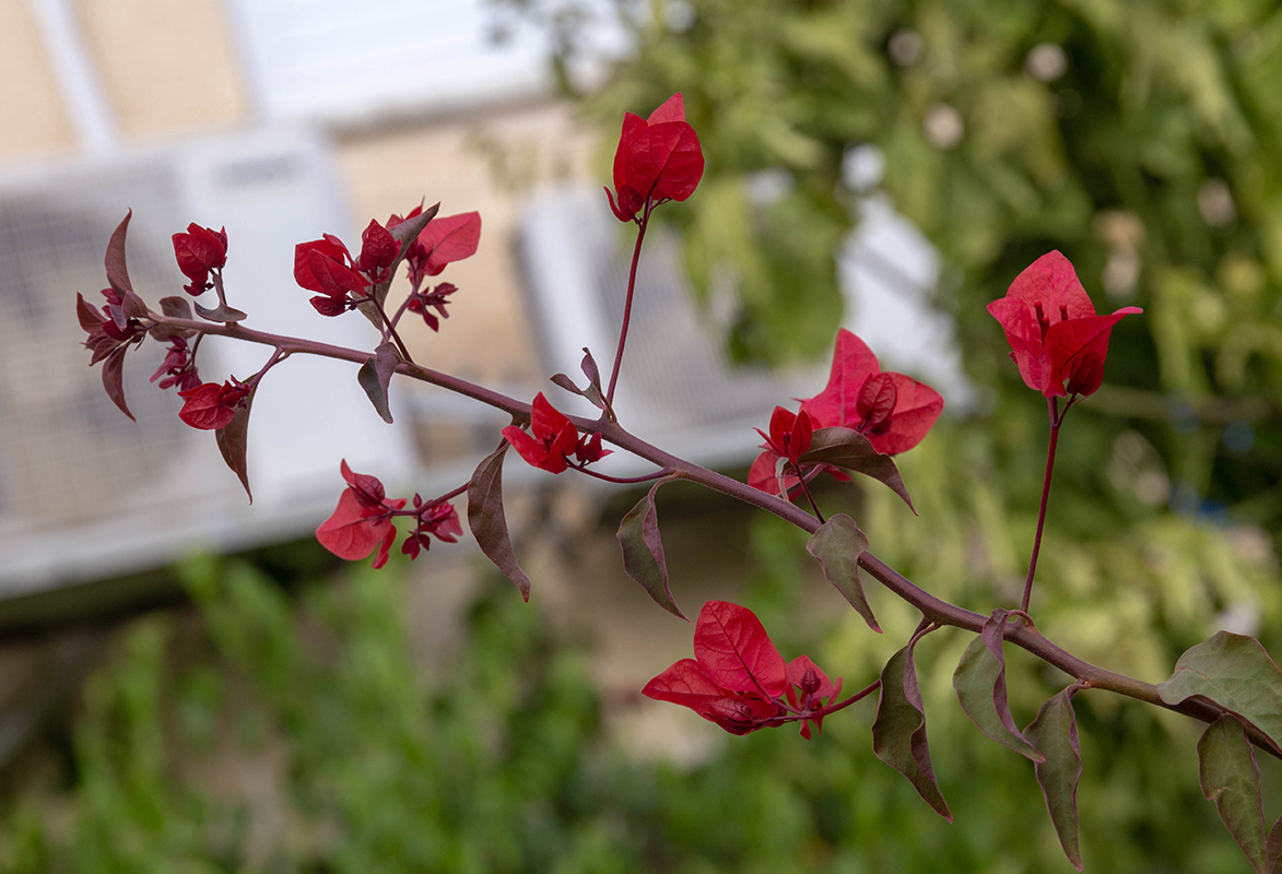 Image of genus Bougainvillea specimen.