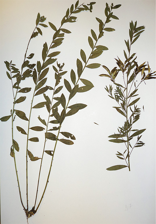 Image of Genista tinctoria specimen.