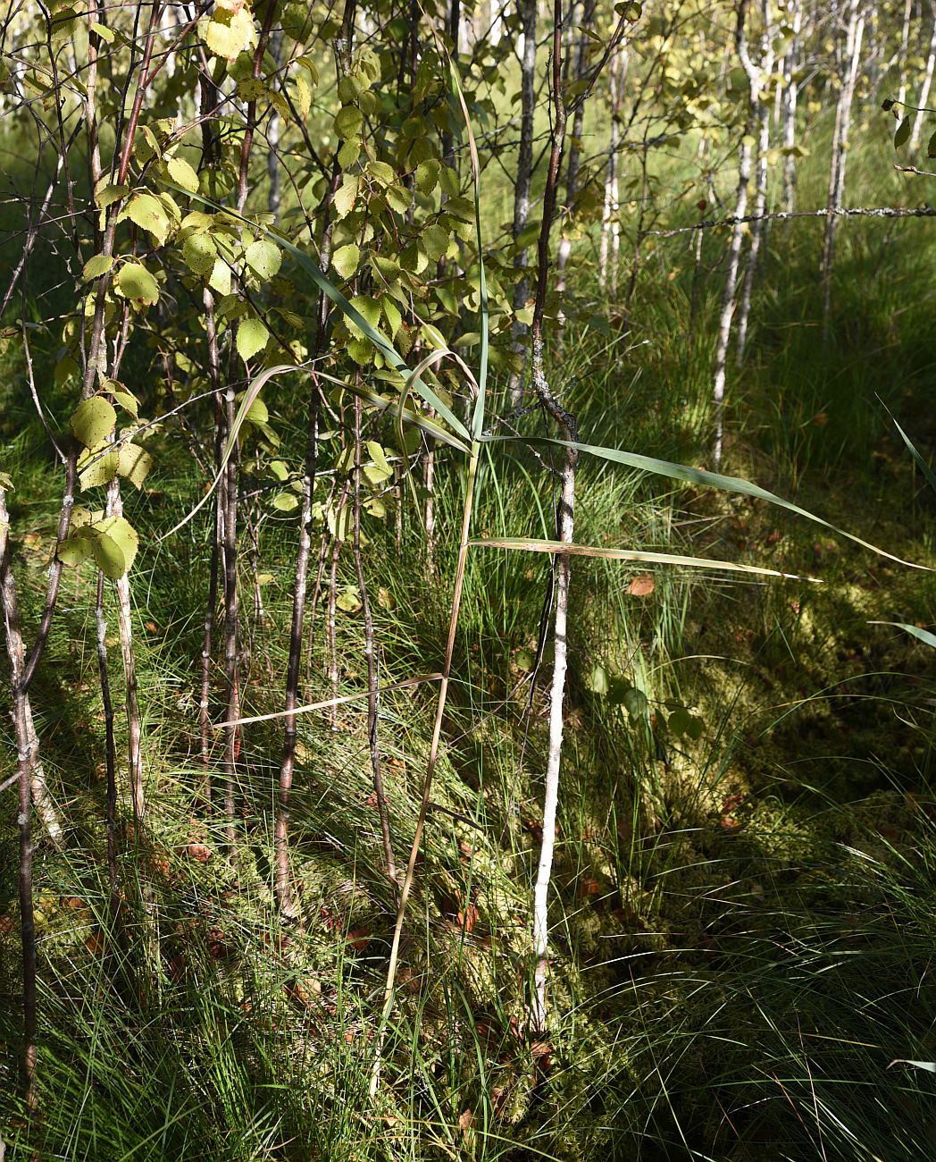 Изображение особи Phragmites australis.