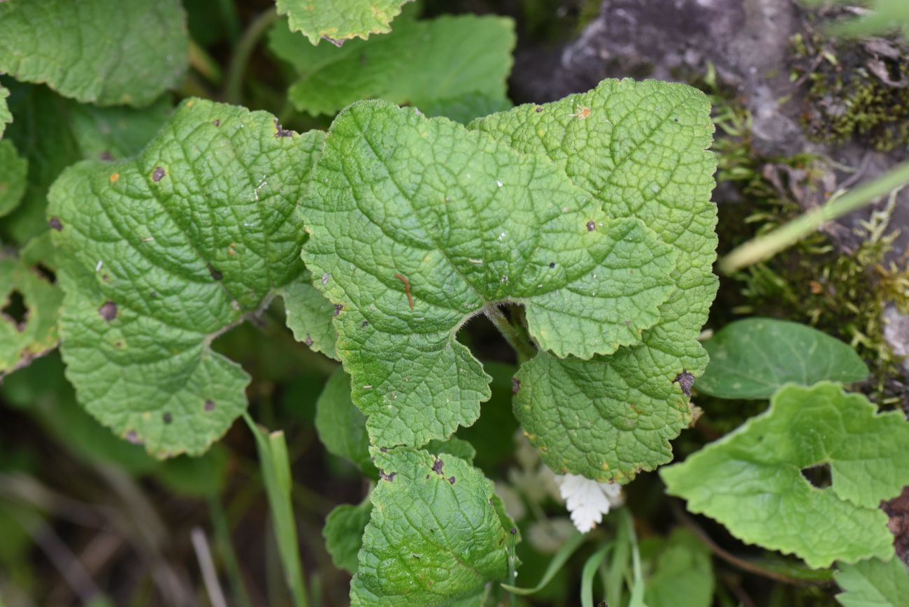 Изображение особи Campanula alliariifolia.