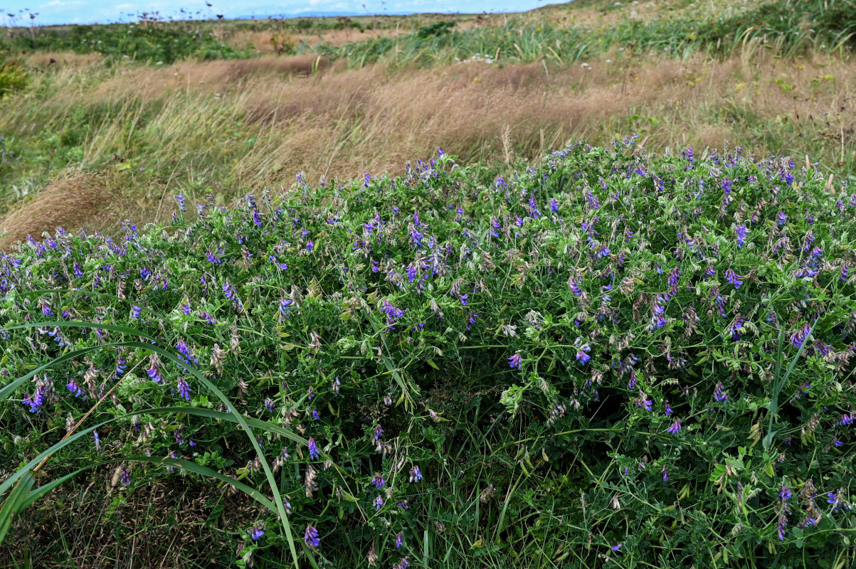 Изображение особи Vicia japonica.