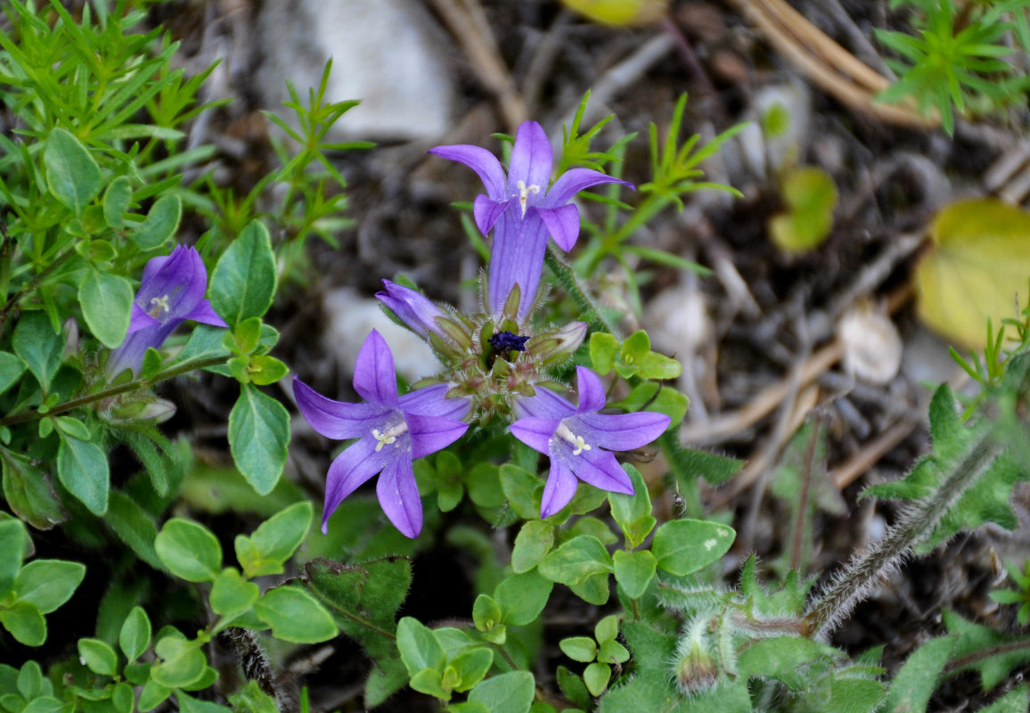 Изображение особи Campanula lingulata.