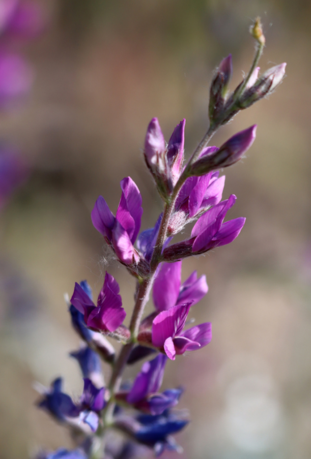 Image of Oxytropis rosea specimen.