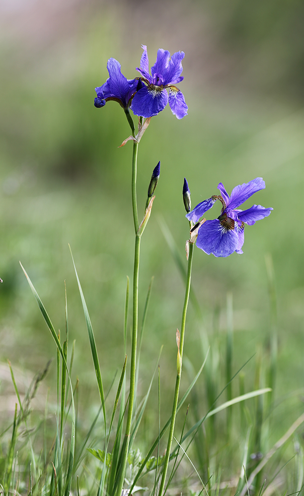 Изображение особи Iris sanguinea.