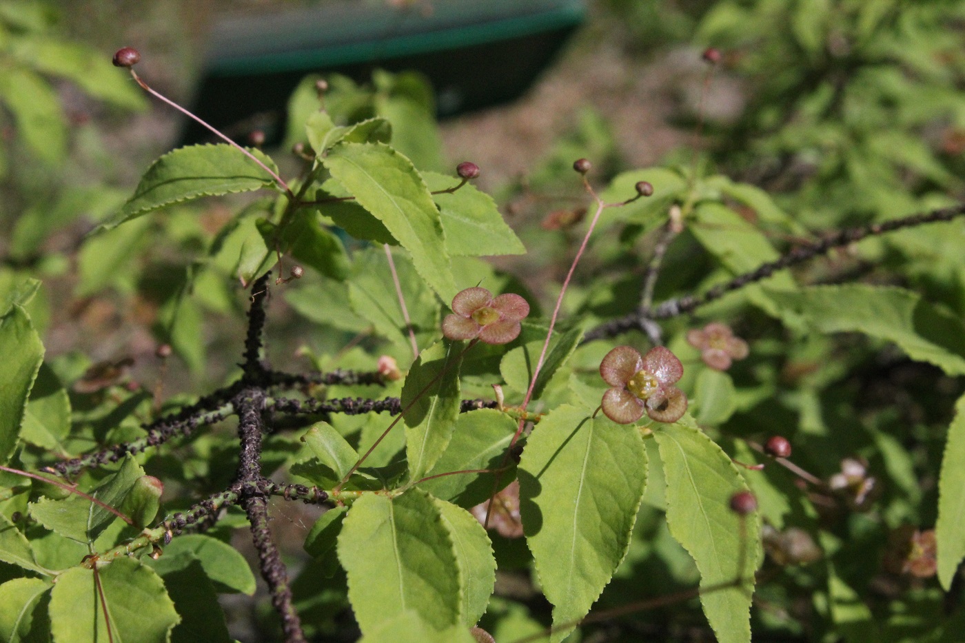 Image of Euonymus verrucosus specimen.