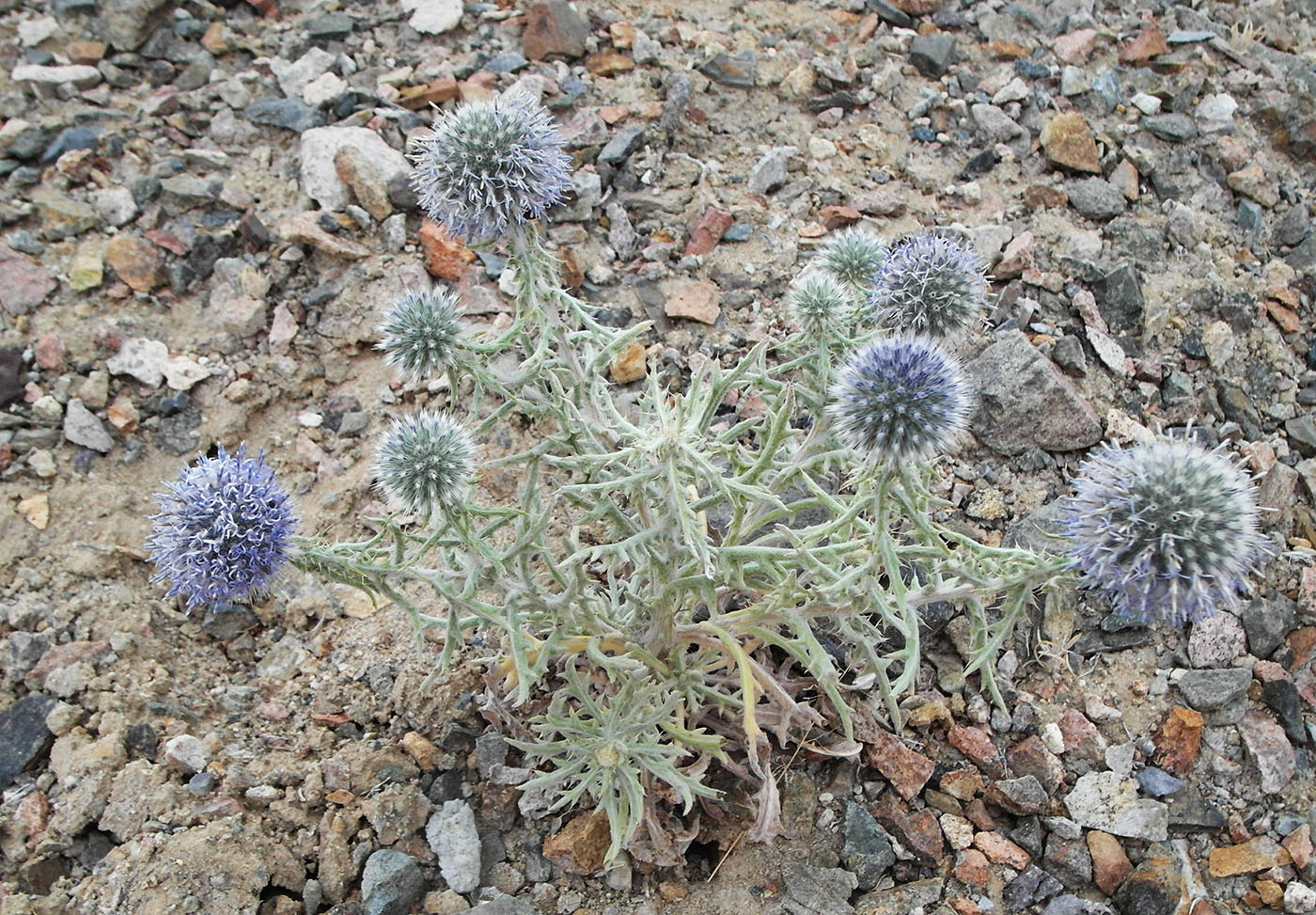 Image of Echinops nanus specimen.