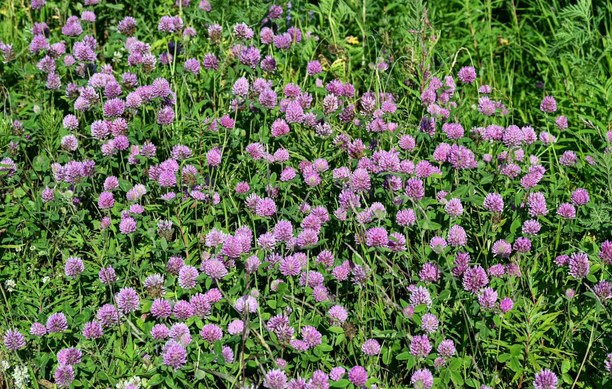 Image of Trifolium pratense specimen.