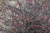 Berberis thunbergii. Покоящиеся ветви со зрелыми плодами. Владивосток, Академгородок. 29 марта 2008 г.