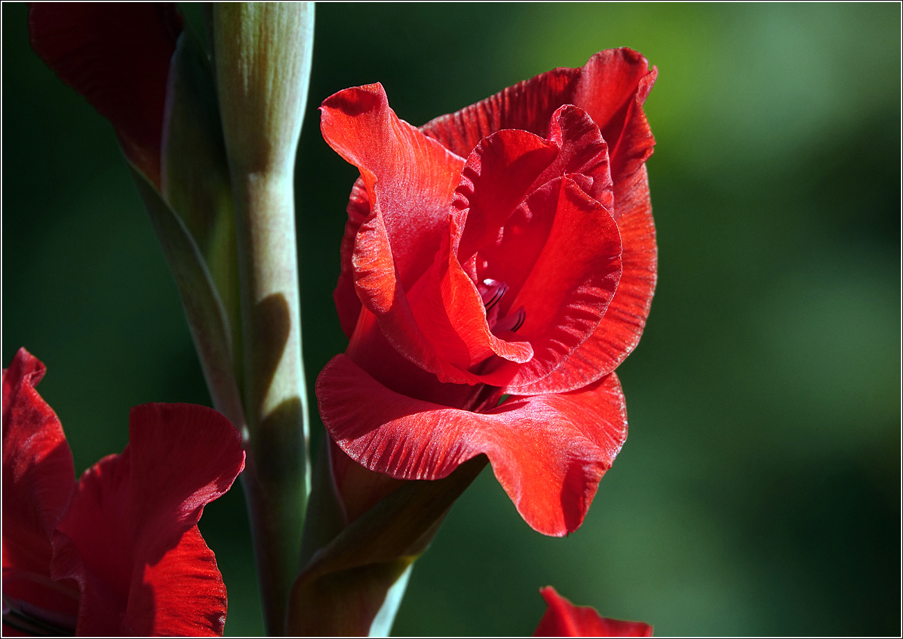 Image of Gladiolus &times; gandavensis specimen.