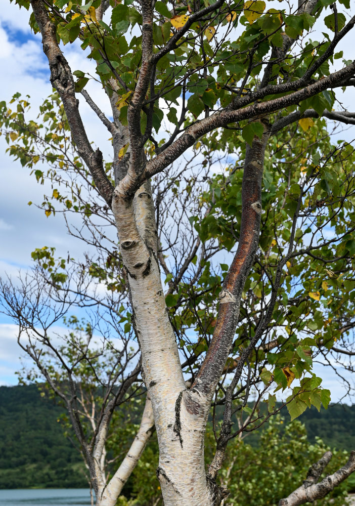 Image of Betula platyphylla specimen.