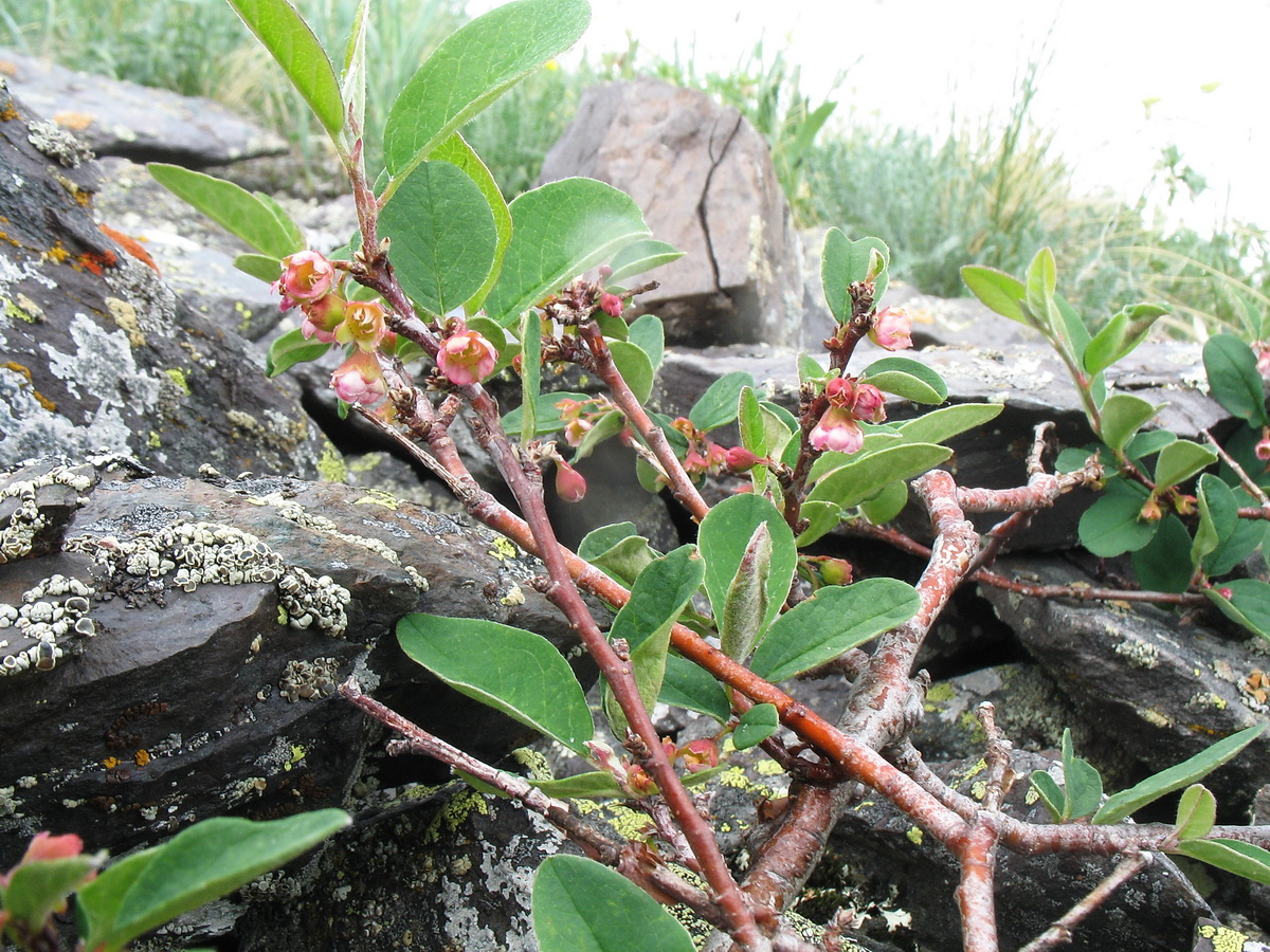 Image of Cotoneaster uniflorus specimen.