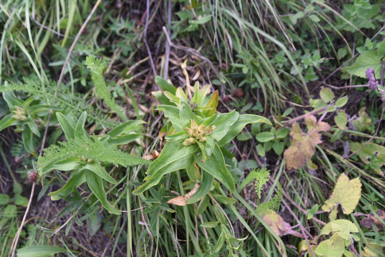 Image of Gentiana cruciata specimen.