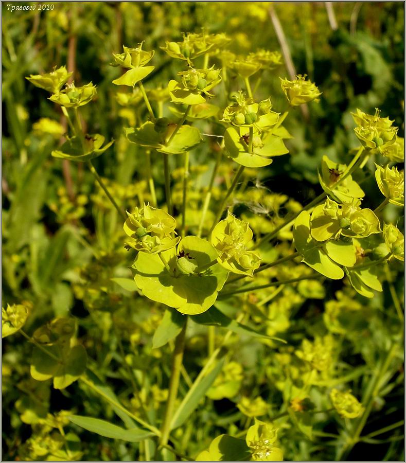 Изображение особи Euphorbia virgata.