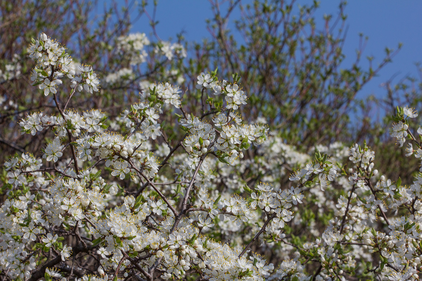 Изображение особи Prunus stepposa.