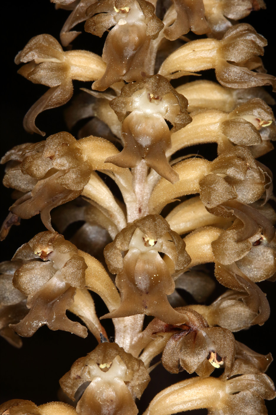 Изображение особи Neottia nidus-avis.
