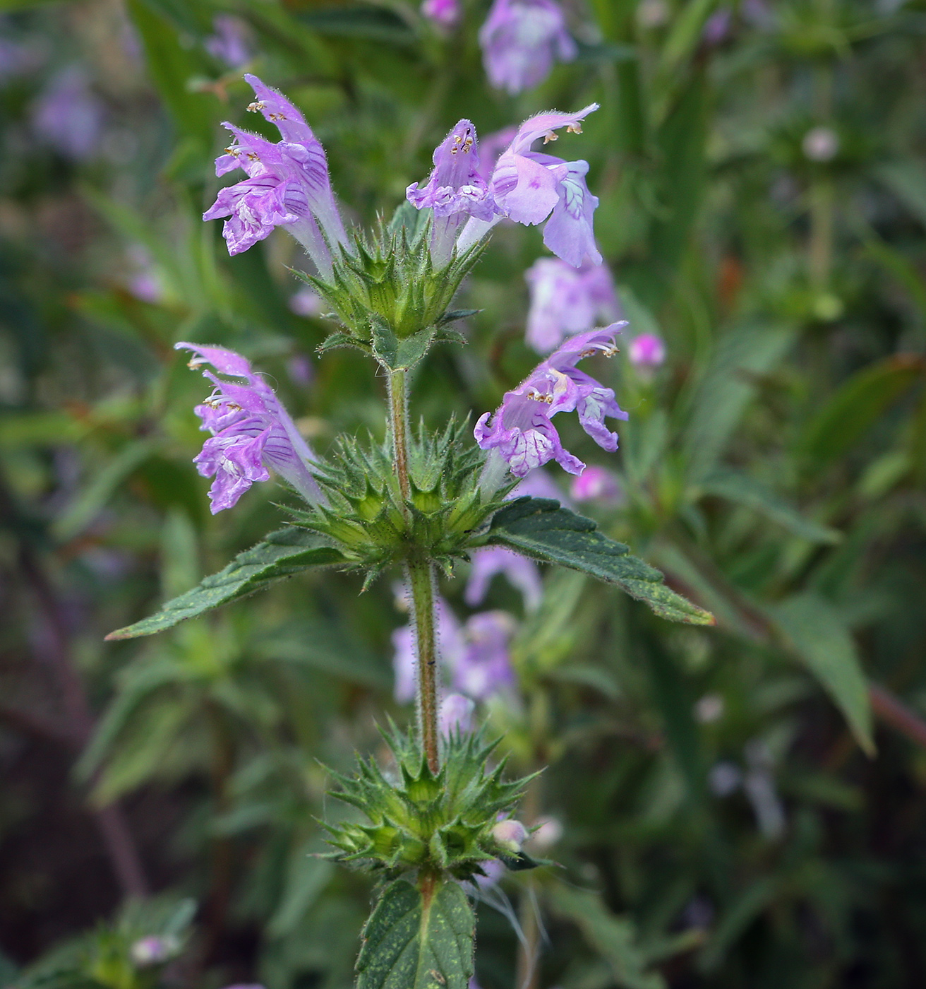 Изображение особи Galeopsis ladanum.