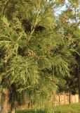 Cryptomeria japonica. Часть кроны дерева с шишками. Краснодар, парк \"Краснодар\", Японский сад, в культуре. 01.01.2024.