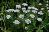 Astrodaucus orientalis