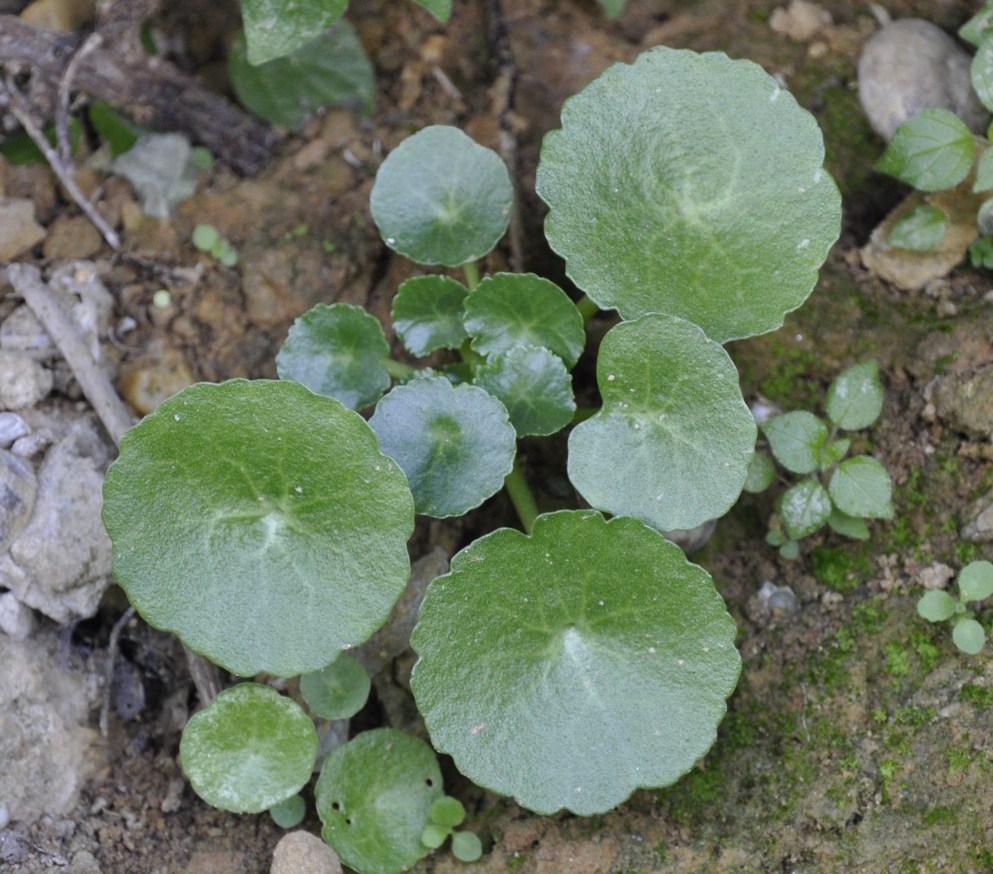 Image of genus Umbilicus specimen.