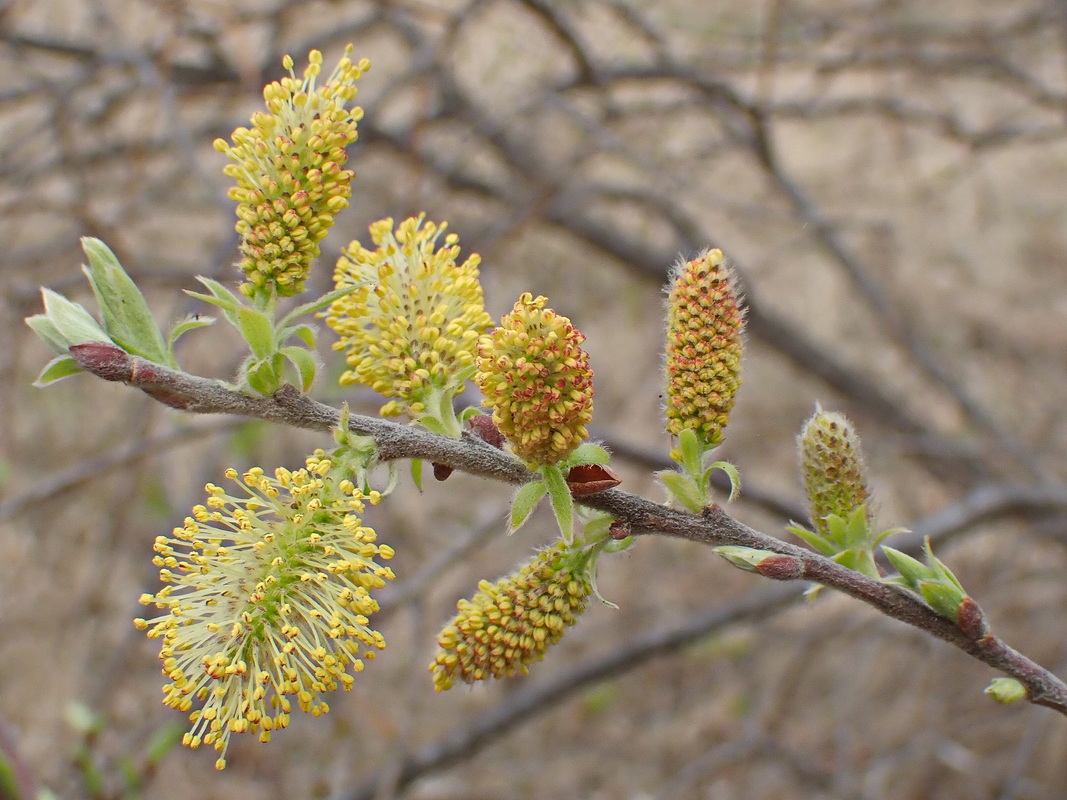 Image of Salix bebbiana specimen.