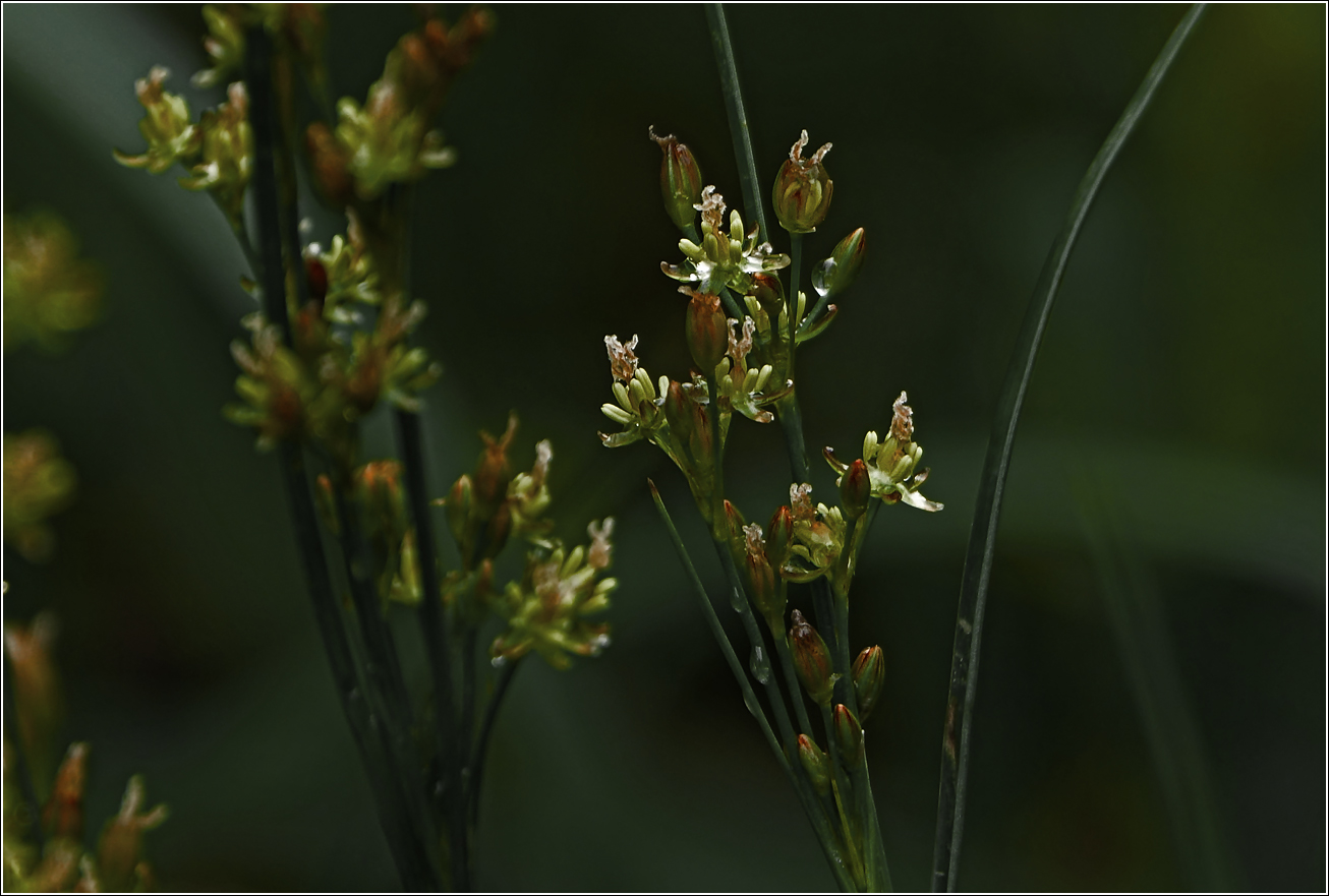 Изображение особи Juncus compressus.