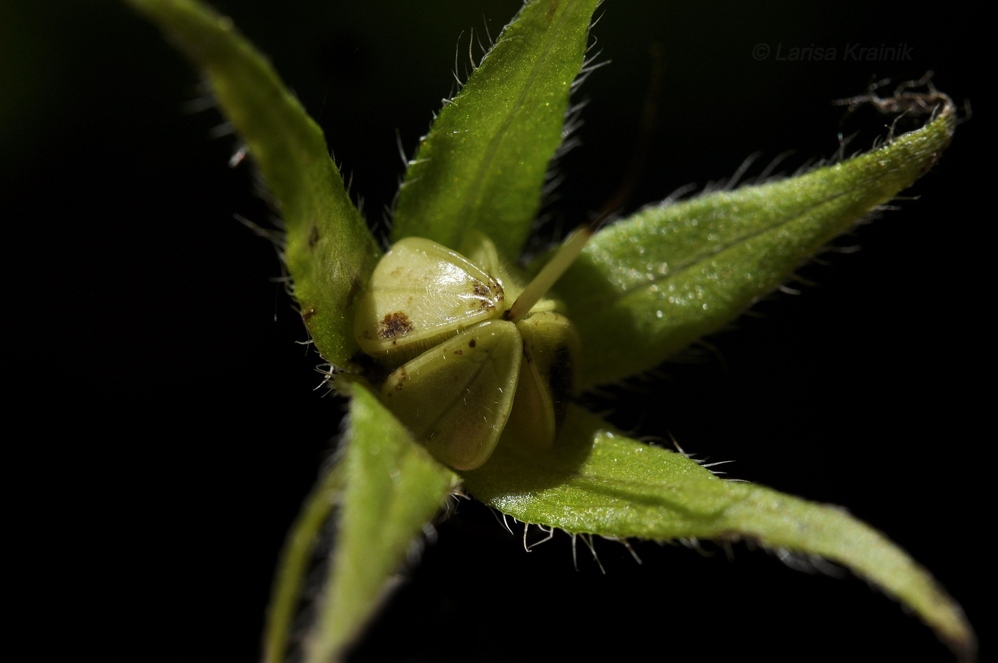 Image of Brachybotrys paridiformis specimen.