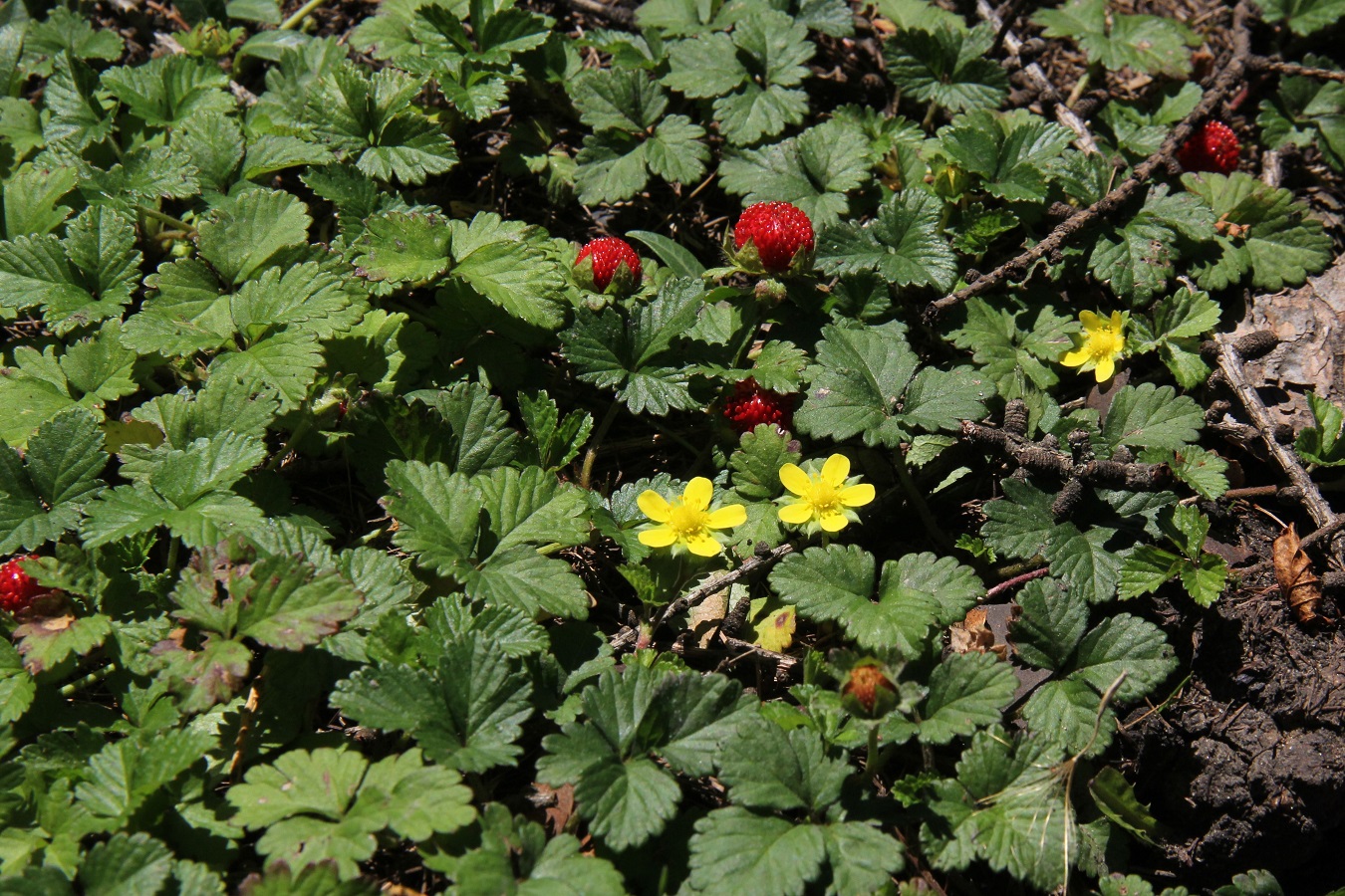 Image of Duchesnea indica specimen.