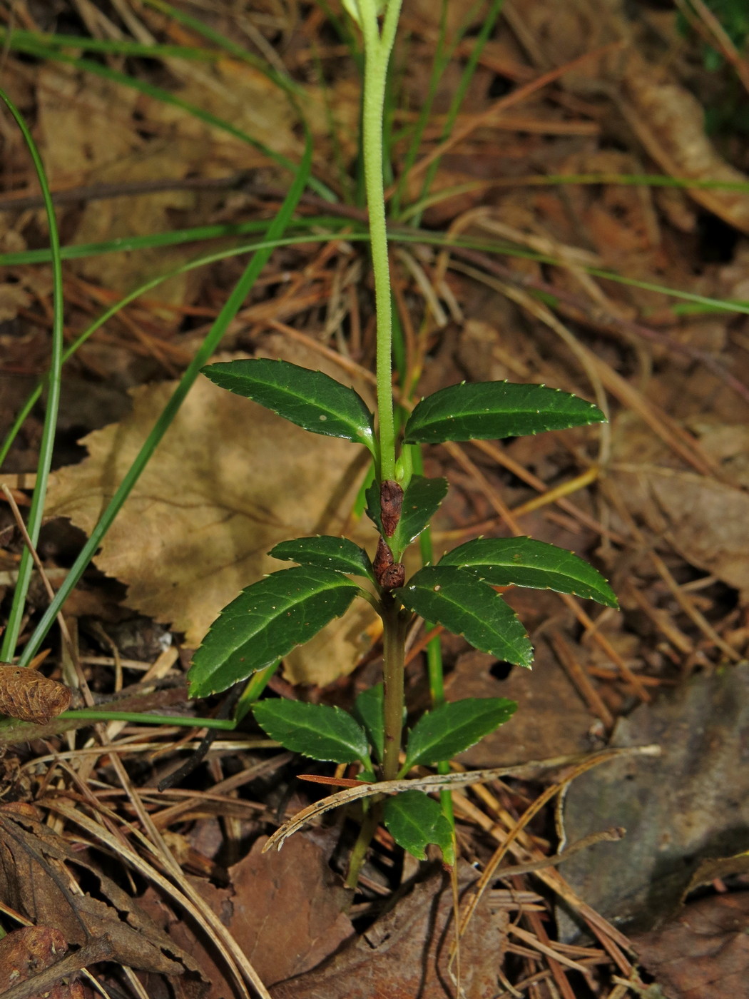 Image of Chimaphila japonica specimen.