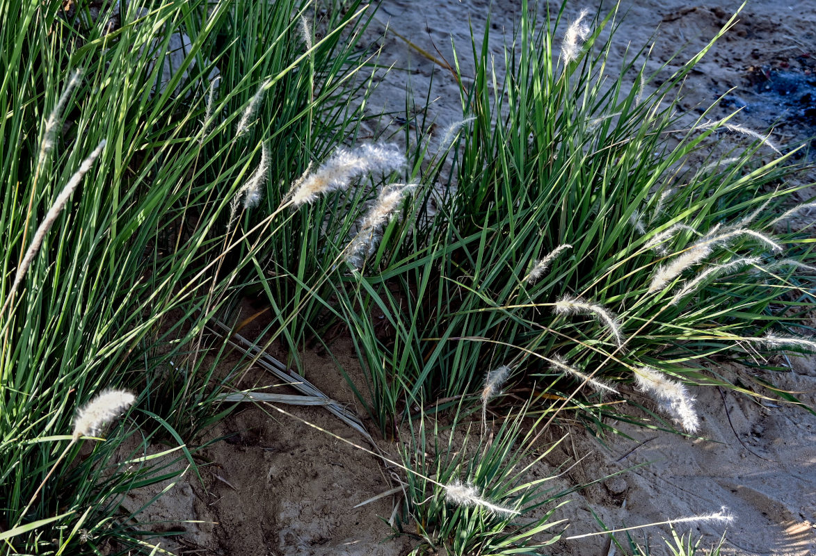 Image of Imperata cylindrica specimen.