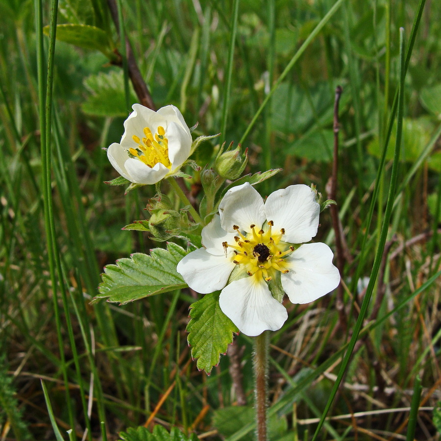 Image of Fragaria orientalis specimen.