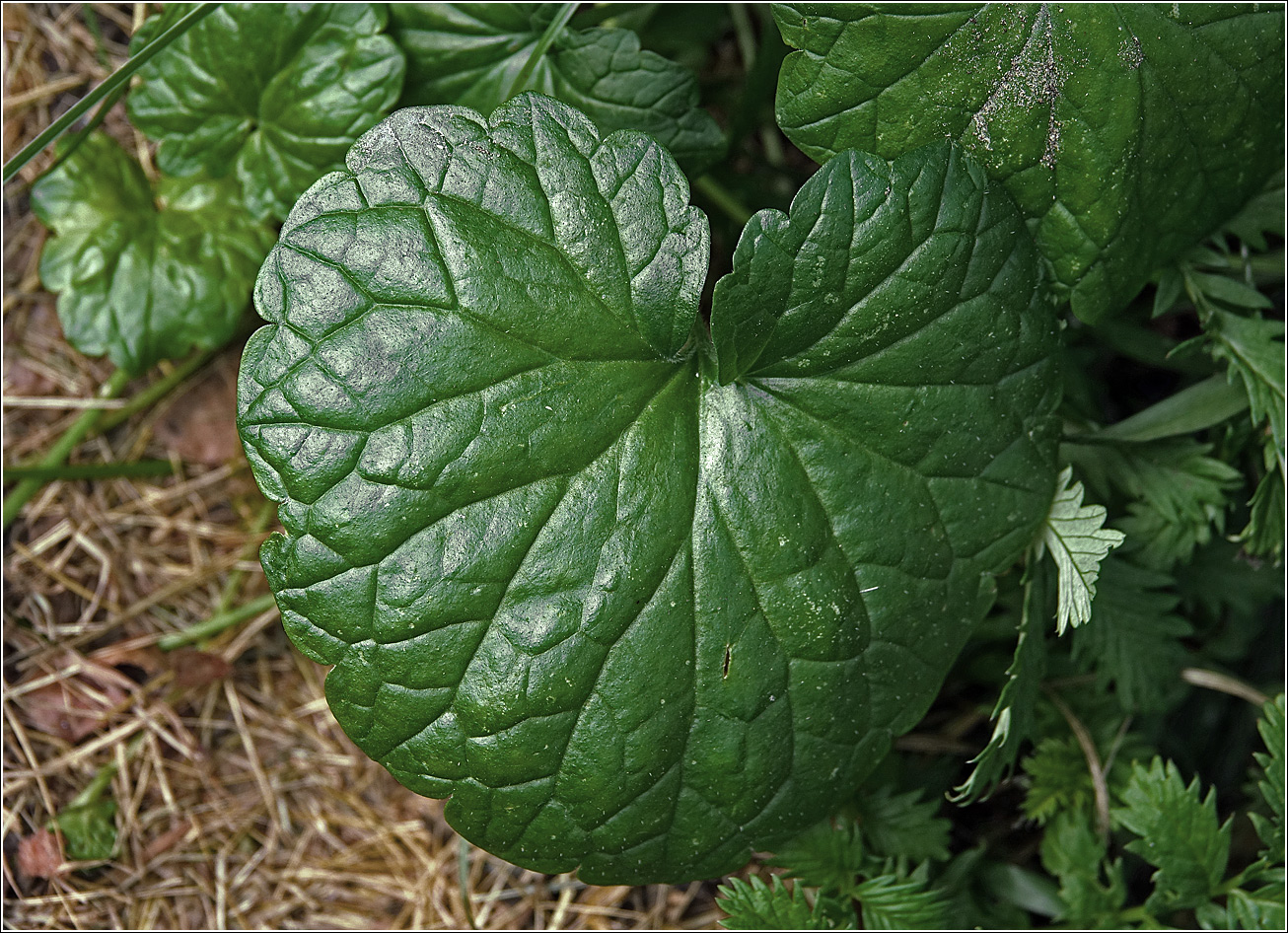 Изображение особи Glechoma hederacea.