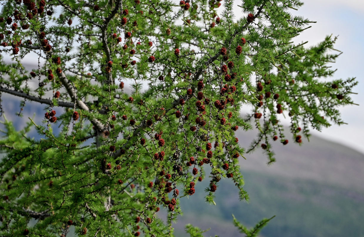 Изображение особи Larix sibirica.