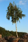 Betula pendula. Молодое растение. Ленинградская обл., Ломоносовский р-н, окр. дер. Шепелёво, Батарейная бухта, заброшенный каменный пирс. 08.08.2024.