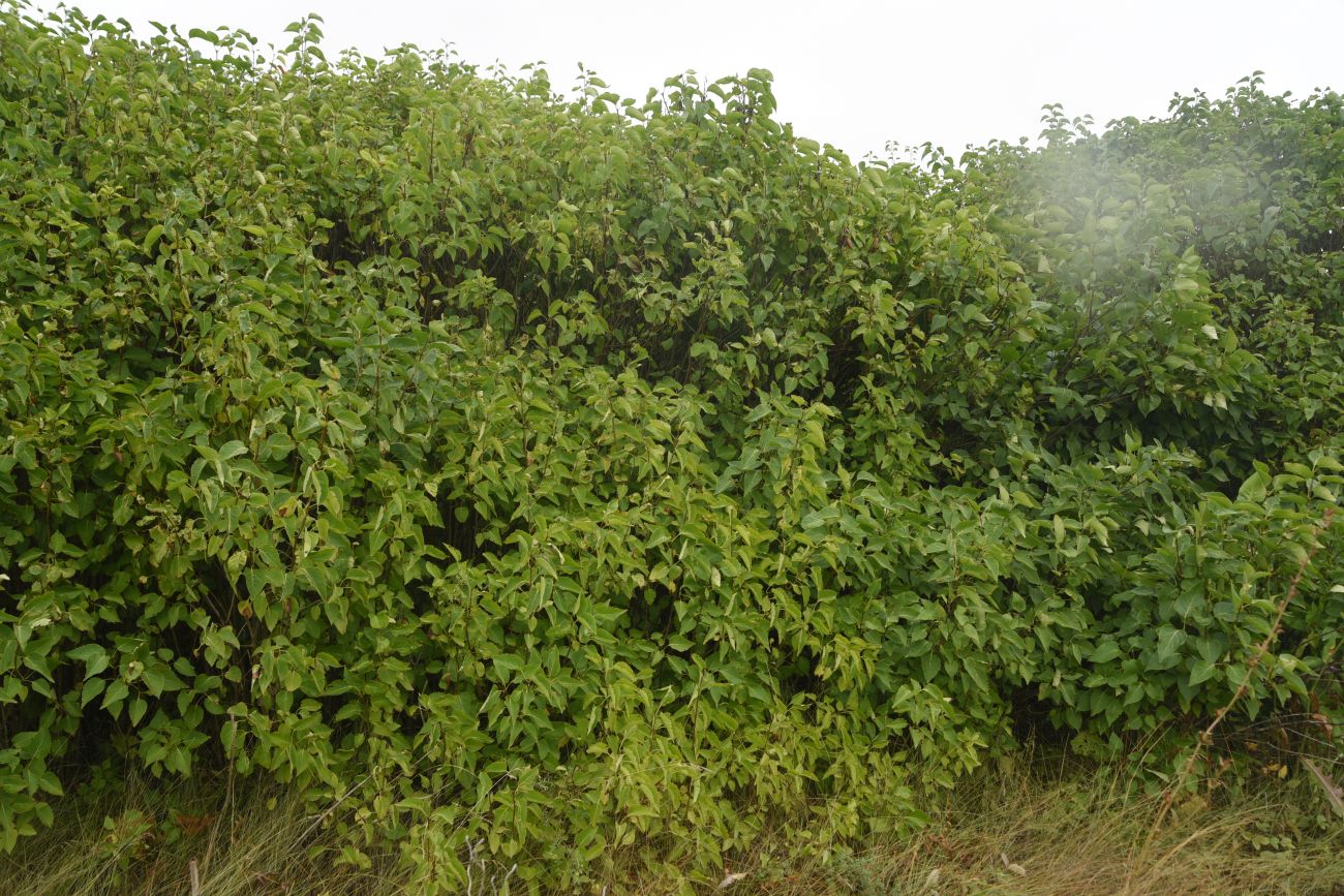 Изображение особи Syringa vulgaris.