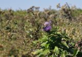 Cirsium vlassovianum