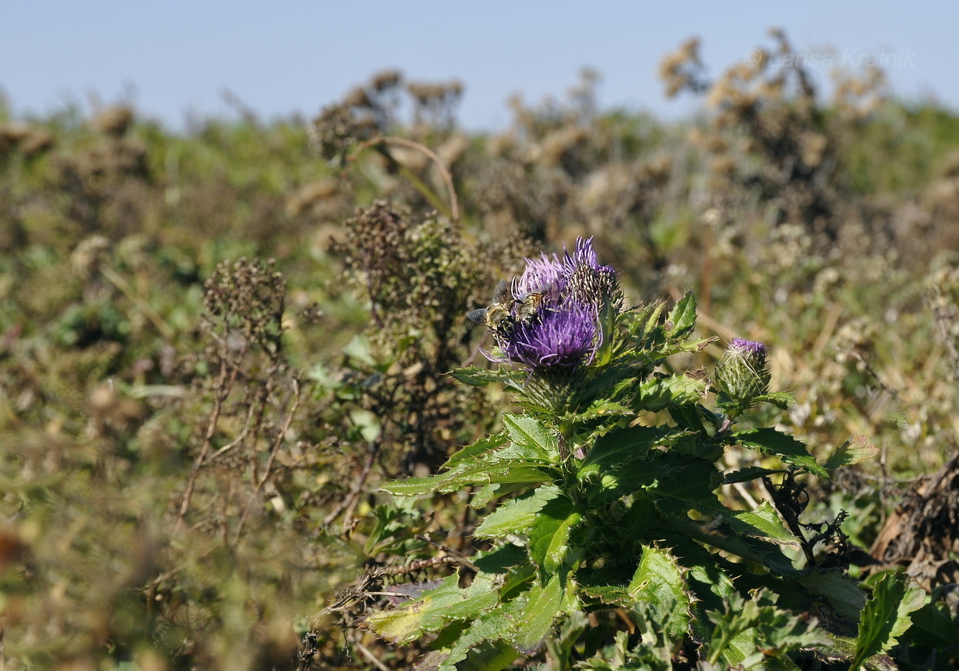 Изображение особи Cirsium vlassovianum.