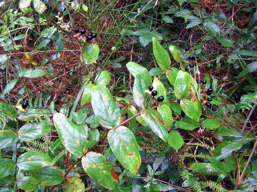 Image of Hypericum androsaemum specimen.