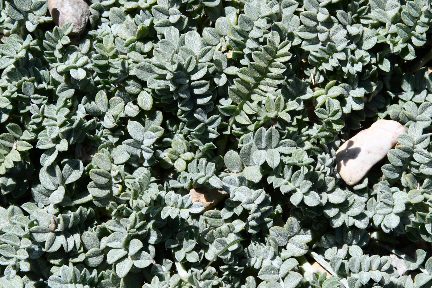 Image of Astragalus nivalis specimen.