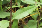 Helianthus rigidus