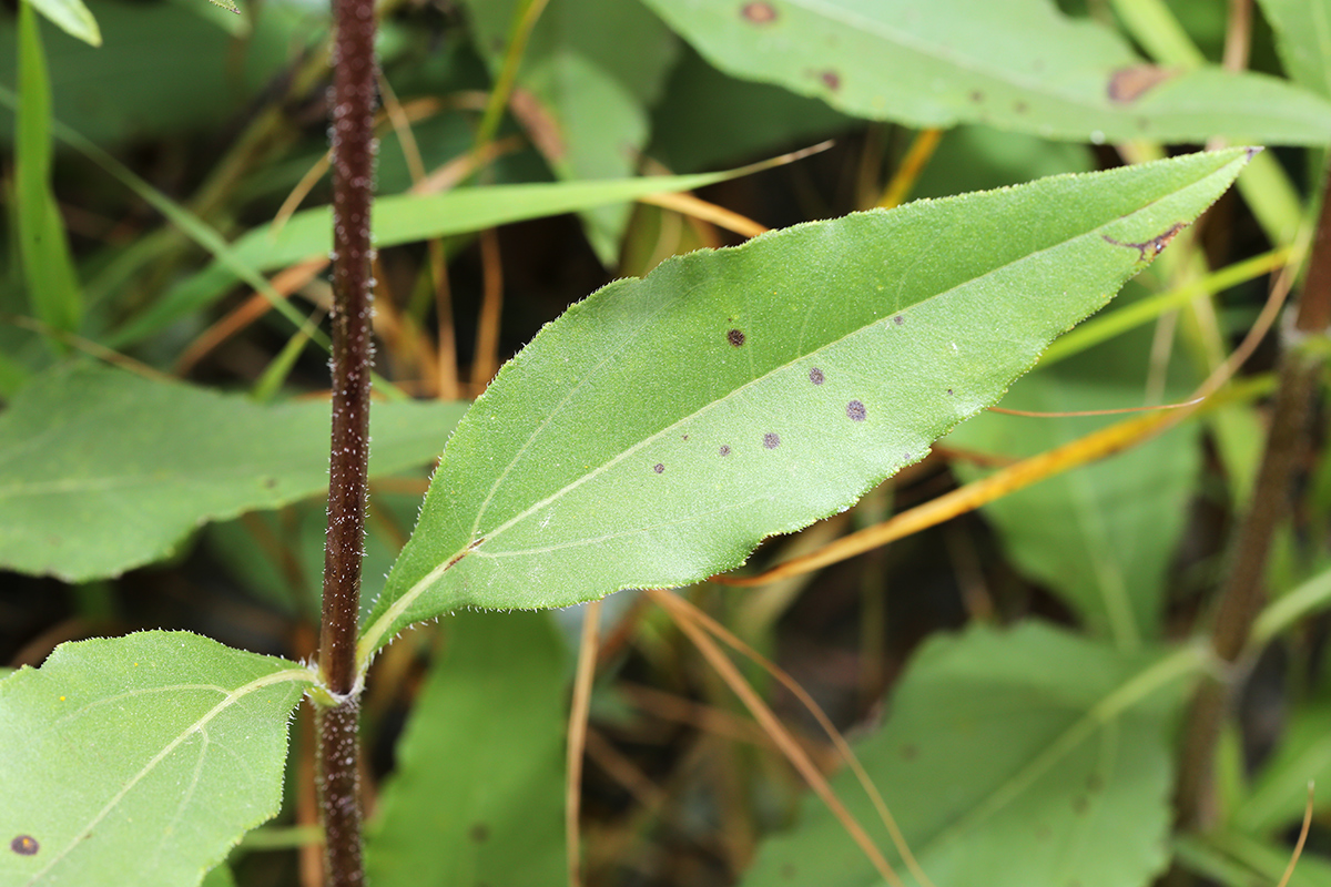 Image of Helianthus rigidus specimen.