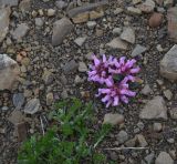 Scrophularia minima