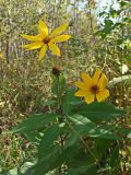 Helianthus tuberosus. Верхушки цветущего и вегетирующего растений. Хабаровский край, окр. г. Комсомольск-на-Амуре, Силинский лесопарк, зарастающая просека. 23.09.2024.