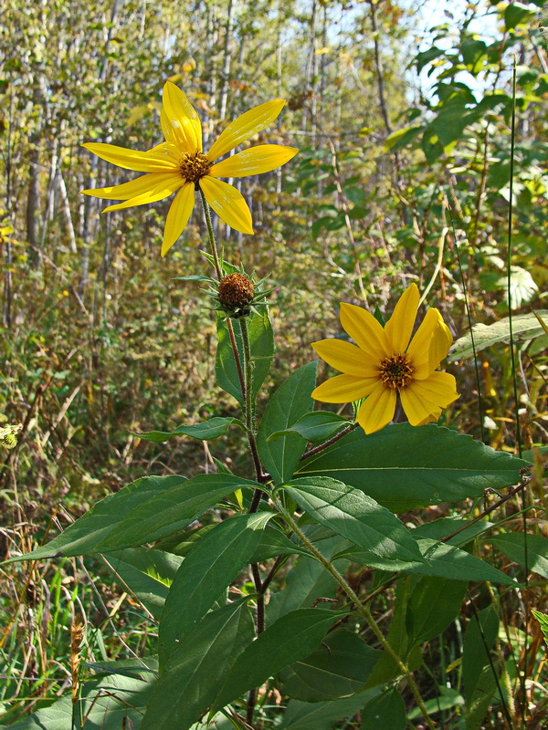 Изображение особи Helianthus tuberosus.