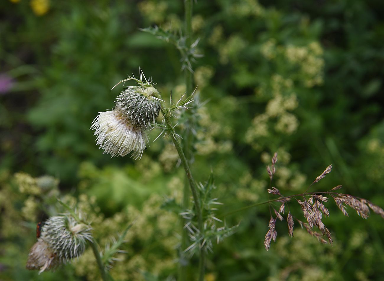 Image of Cirsium echinus specimen.